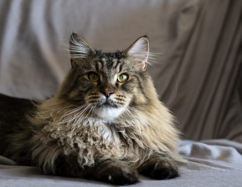 Soins low-stress et medical training – chat