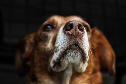 Les bases du comportement canin