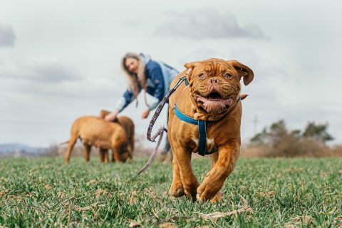 Détecter et conseiller face aux affections comportementales – chien