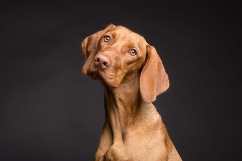 Soins low-stress et medical training – chien