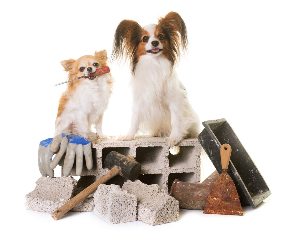 puppy pappillon dog, chihuahua and masonry